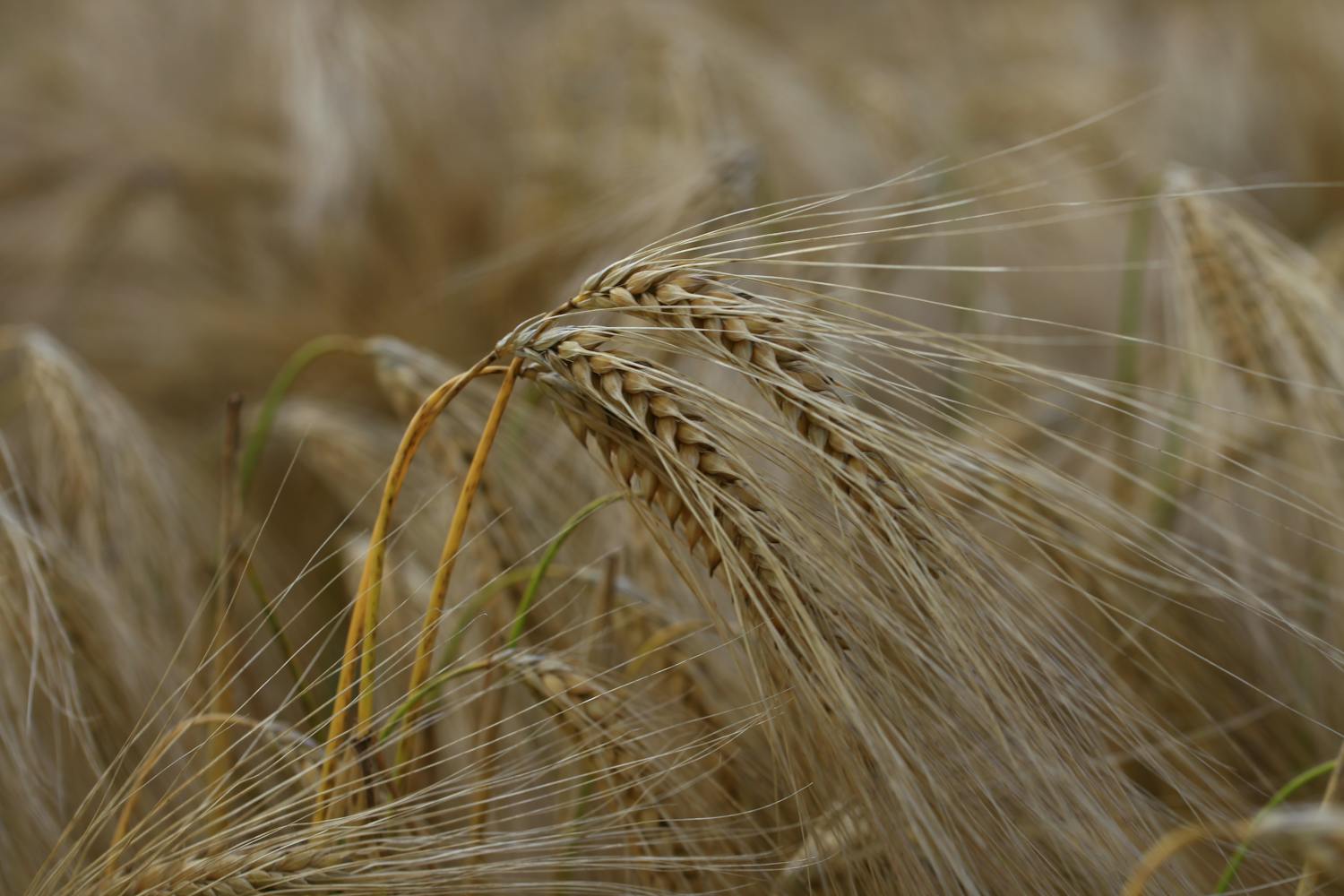 У І півріччі 2024 року зріс експорт українських продуктів харчування до країн ЄС та Африки